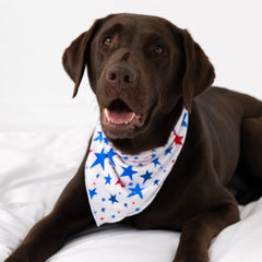 Bright Stars Pet Bandana