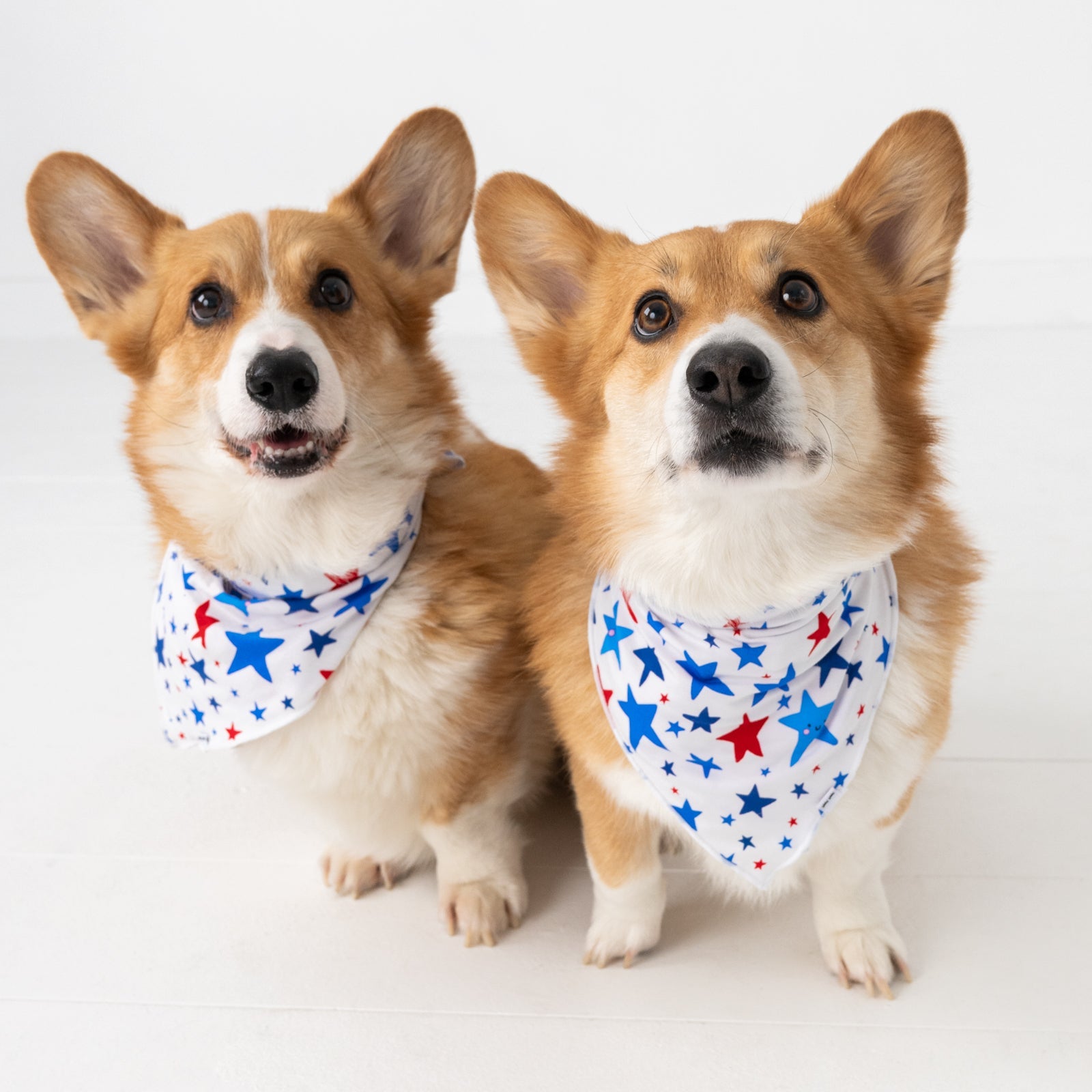 Bright Stars Pet Bandana